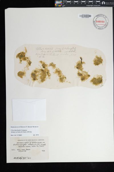 Ulva intestinalis
