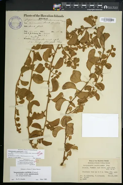 Jacquemontia sandwicensis