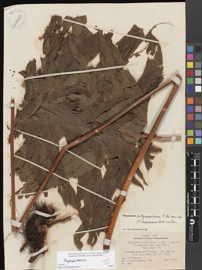 Phymatosorus