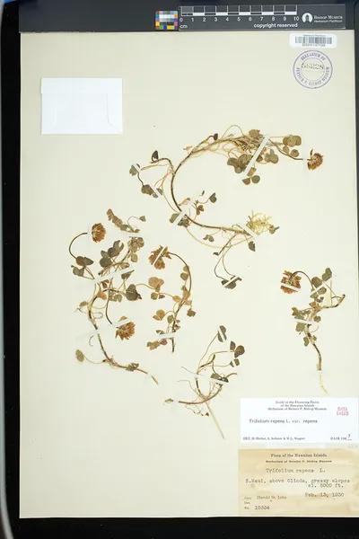 Trifolium repens