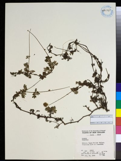 Acaena
