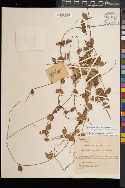 Dischidia punctata