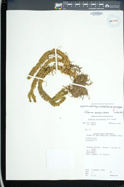 Huperzia subintegra
