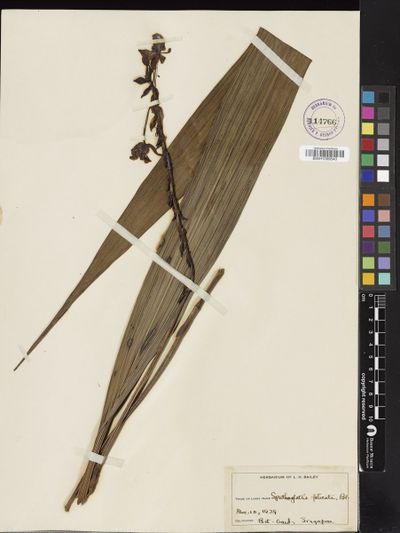 Spathoglottis plicata