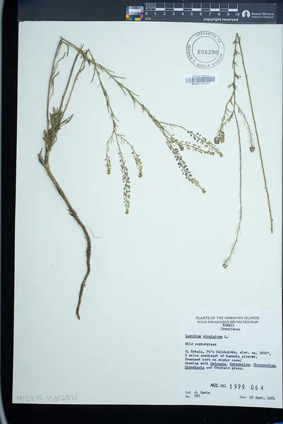 Lepidium virginicum