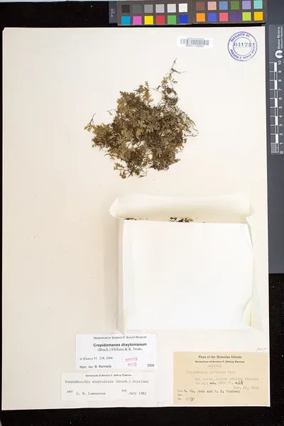 Crepidomanes draytonianum