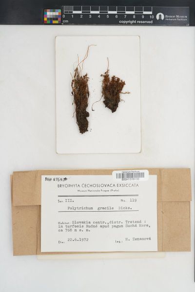 Polytrichum longisetum