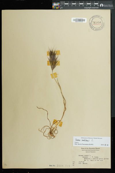 Bromus madritensis