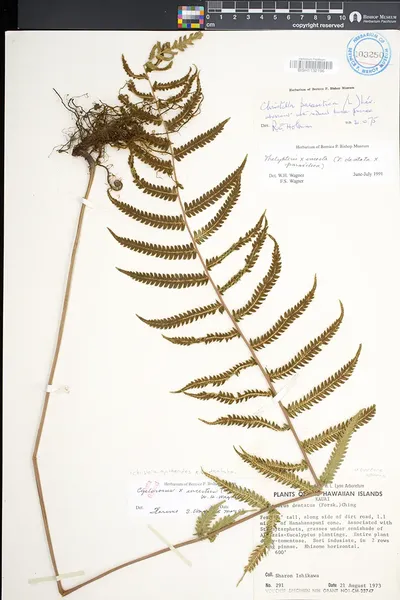 Christella incesta