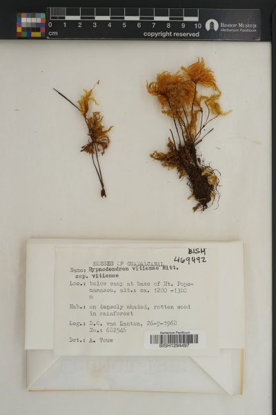 Hypnodendron vitiense