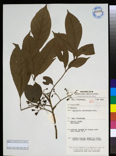 Goniocheton arborescens