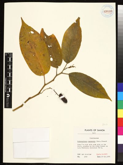 Medusanthera samoensis