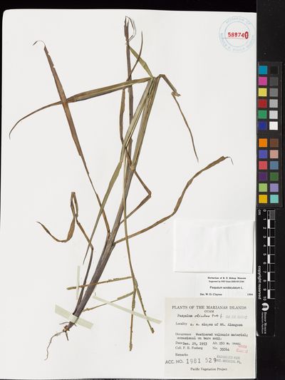 Paspalum scrobiculatum