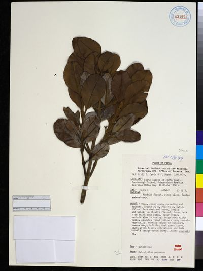 Calophyllum papuanum