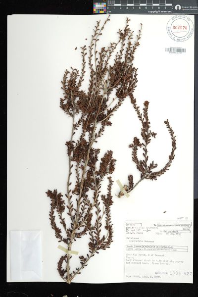 Melaleuca spathulata