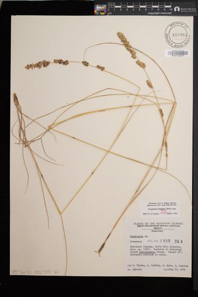 Eragrostis elongata