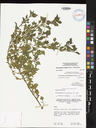 Alternanthera
