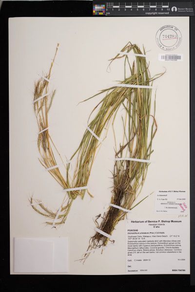 Dichanthium aristatum