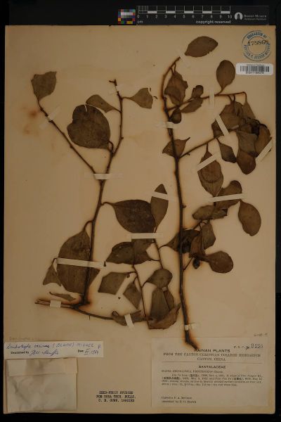 Dendrotrophe varians