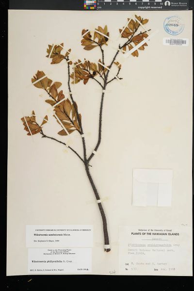Wikstroemia phillyreifolia