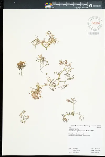 Gracilaria