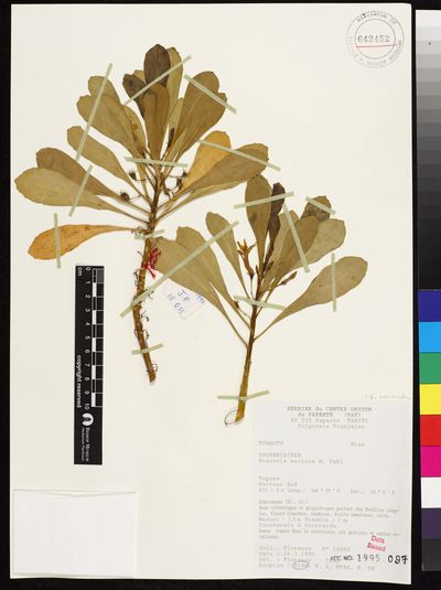 Scaevola taccada