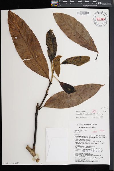 Magnolia liliifera