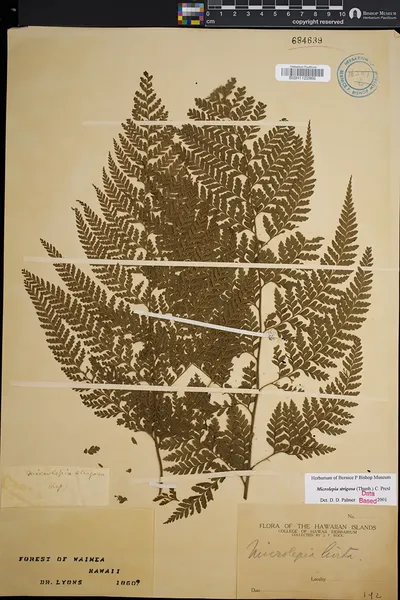Microlepia setosa