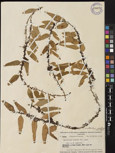 Lepisorus accedens