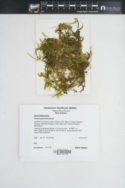 Neckeropsis