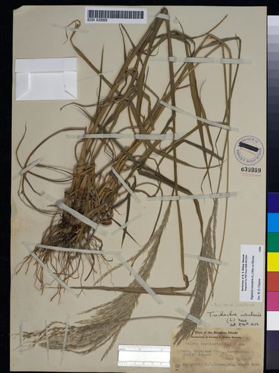 Digitaria insularis
