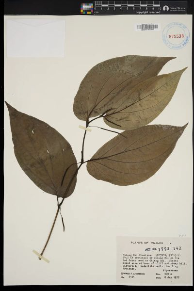 Piperaceae