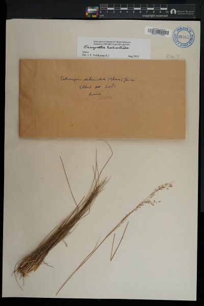 Eragrostis lasioclada