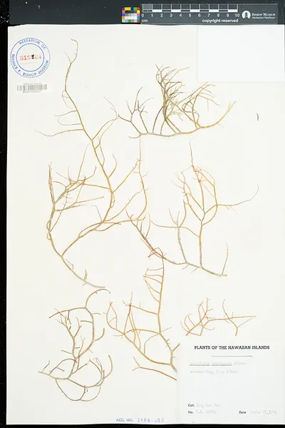 Gracilaria parvispora