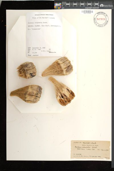 Pandanus tectorius