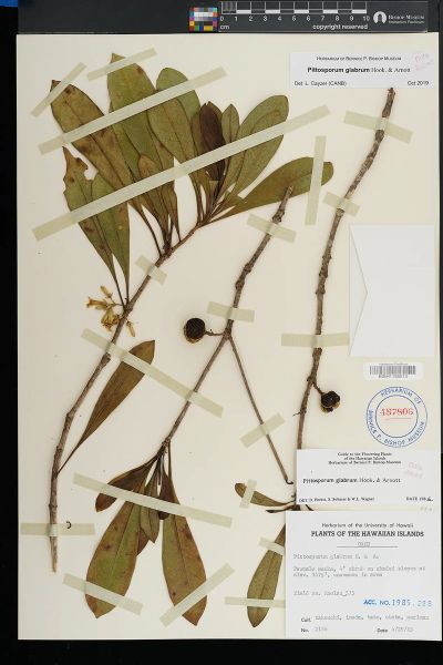 Pittosporum glabrum