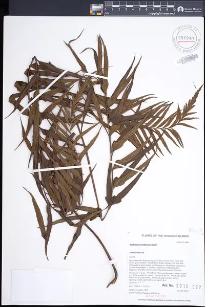 Asplenium polyodon