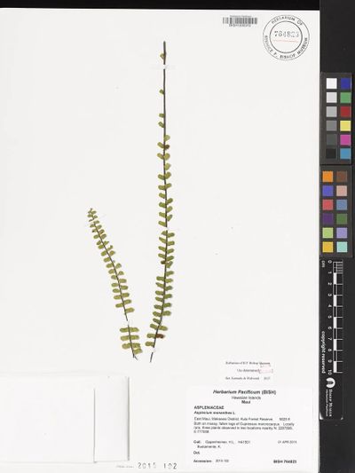 Asplenium monanthes