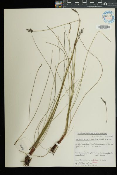 Lepidosperma semiteres