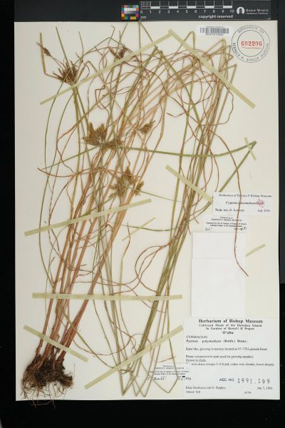 Cyperus polystachyos