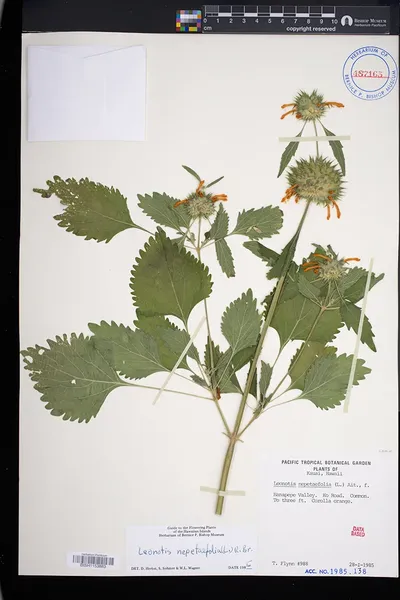 Leonotis nepetifolia