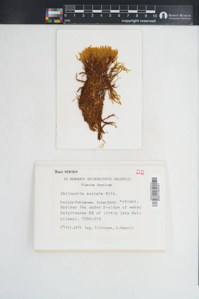 Philonotis seriata