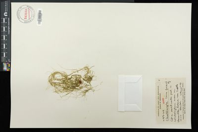 Chaetomorpha linum