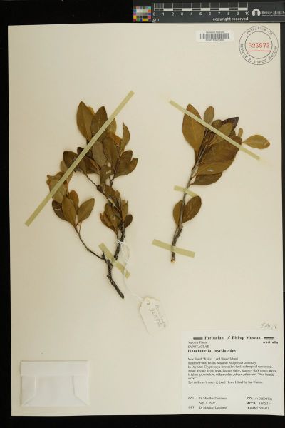 Planchonella myrsinoides