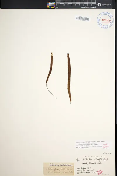 Oreogrammitis hookeri