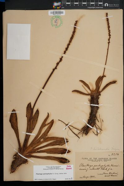 Plantago pachyphylla