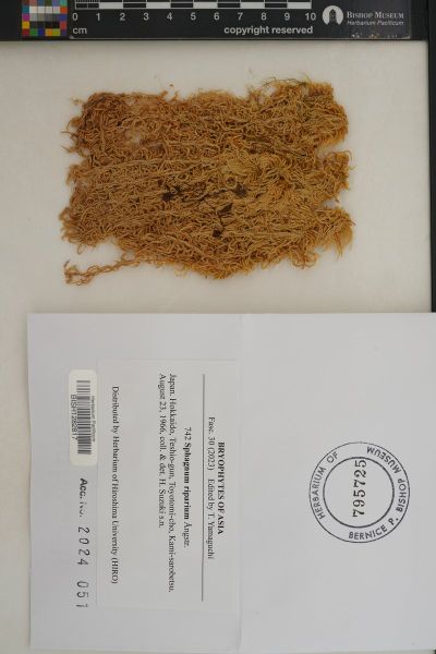 Sphagnum riparium