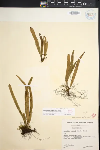 Oreogrammitis hookeri