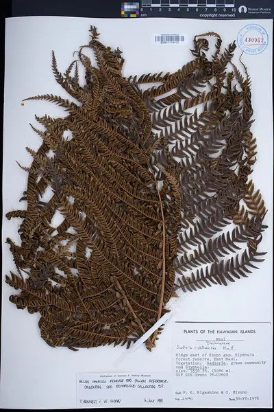Sadleria cyatheoides