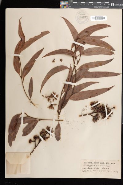 Eucalyptus pilularis